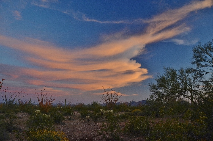 desert floor at sunset